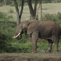 Słoń afrykański - Loxodonta africana -  African savanna elephant 