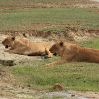 Lew afrykański - Panthera leo - Lion 
