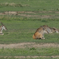 Eland - Taurotragus oryx - Eland