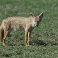 Wilk złoty - Canis lupaster - African golden wolf