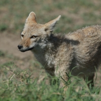 Wilk złoty - Canis lupaster - African golden wolf