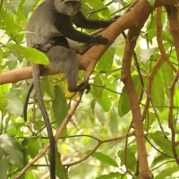 Koczkodan czarnosiwy - Cercopithecus mitis - Blue monkey