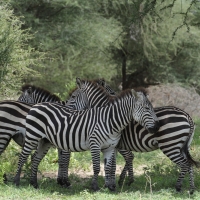 Zebra stepowa - Equus quagga - Common zebra