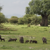 Guziec zwyczajny - Phacochoerus africanus - Common Warthog