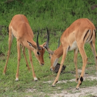 Impala zwyczajna - Aepyceros melampus - Impala