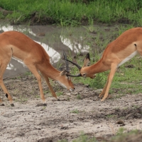 Impala zwyczajna - Aepyceros melampus - Impala