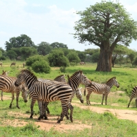 Zebra stepowa - Equus quagga - Common zebra