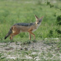 Szakal  czaprakowy - Canis mesomelas - Black-backed Jackal
