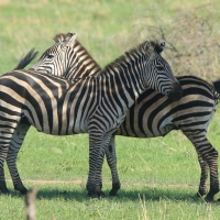 Zebra stepowa - Equus quagga - Common zebra