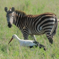 Zebra stepowa - Equus quagga - Common zebra