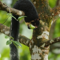 Wiewióra cejlońska - Ratufa macroura - Grizzled giant squirrel