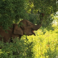 Słoń indyjski - Elephas maximus - Asian elephant