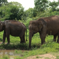 Słoń indyjski - Elephas maximus - Asian elephant