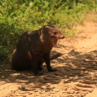Mangusta ruda - Herpestes smithii - Ruddy mongoose 