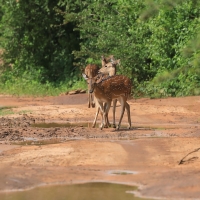 Aksis czytal - Axis axis - Chital