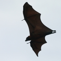 Rudawka wielka - Pteropus giganteus - Indian flying fox