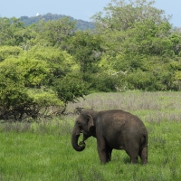 Słoń indyjski - Elephas maximus - Asian elephant