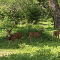 Aksis czytal - Axis axis - Chital