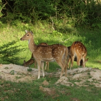 Aksis czytal - Axis axis - Chital