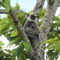 Hulman czubaty - Semnopithecus priam - Tufted gray langur
