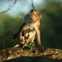 Makak rozczochrany - Macaca sinica - Toque macaque