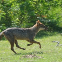 Szakal złocisty - Canis aureus - Golden jackal 