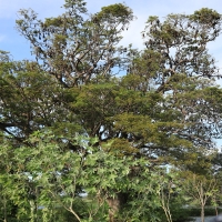 Rudawka wielka - Pteropus giganteus - Indian flying fox