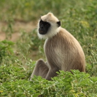 Hulman czubaty - Semnopithecus priam - Tufted gray langur