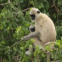 Hulman czubaty - Semnopithecus priam - Tufted gray langur