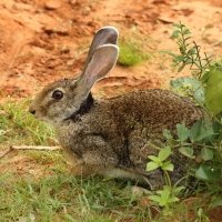 Zając czarnoszyi - Lepus nigricollis - Indian hare