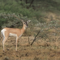 Gazelka pręgogłowa - Nanger soemmerringii  - Soemmerring's gazelle