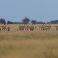 Oryks pręgoboki - Oryx beisa - Beisa oryx 
