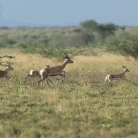 Gazelka pręgogłowa - Nanger soemmerringii  - Soemmerring's gazelle