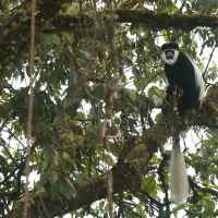 Gereza abisyńska - Colobus guereza - Guereza colobus