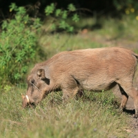 Guziec pustynny - Phacochoerus aethiopicus - Desert Warthog