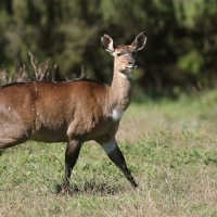 Niala górska - Tragelaphus buxtoni - Mountain nyala
