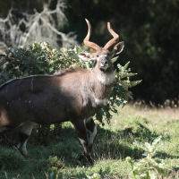 Niala górska - Tragelaphus buxtoni - Mountain nyala