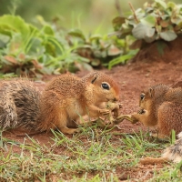 Afrowiewiorka gładka - Xerus rutilus - Unstriped ground squirrel