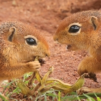 Afrowiewiorka gładka - Xerus rutilus - Unstriped ground squirrel
