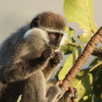 Kotawiec zielonosiwy - Chlorocebus aethiops - Grivet monkey