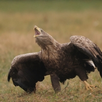Bielik - Haliaeetus albicilla - White-tailed Sea Eagle