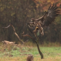 Bielik - Haliaeetus albicilla - White-tailed Sea Eagle