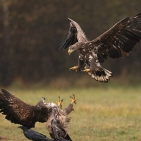 Bielik - Haliaeetus albicilla - White-tailed Sea Eagle