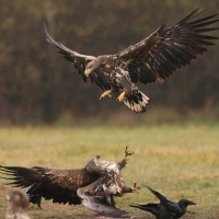 Bielik - Haliaeetus albicilla - White-tailed Sea Eagle