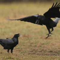 Kruk - Corvus corax - Common Raven