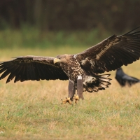 Bielik - Haliaeetus albicilla - White-tailed Sea Eagle