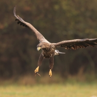 Bielik - Haliaeetus albicilla - White-tailed Sea Eagle