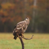 Bielik - Haliaeetus albicilla - White-tailed Sea Eagle
