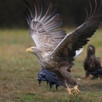 Bielik - Haliaeetus albicilla - White-tailed Sea Eagle