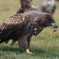 Bielik - Haliaeetus albicilla - White-tailed Sea Eagle